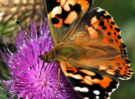 schmetterlinge in der nähe.